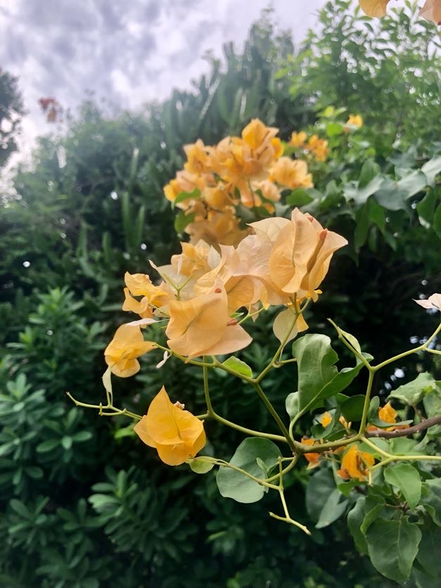 Fleur du jardin : Bougainvillier jaune