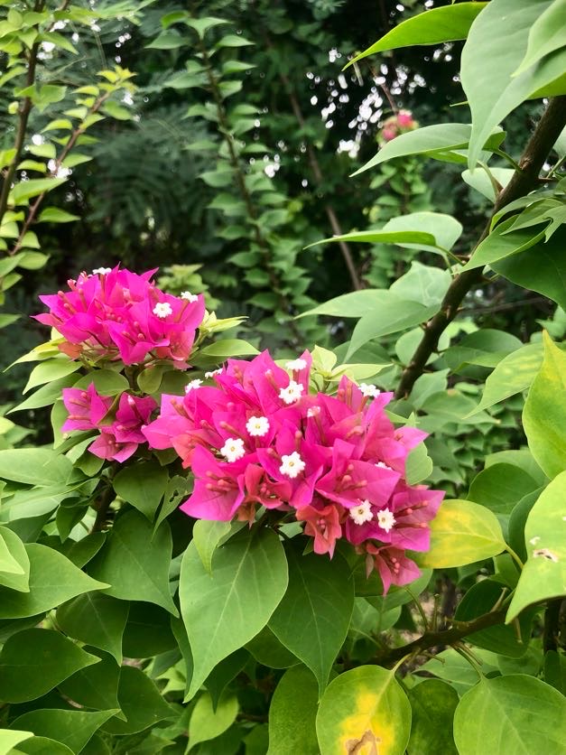 Fleur du jardin : Bougaivillier rouge