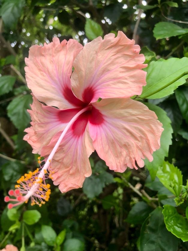 Fleur du jardin : Hibiscus